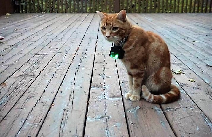 University of Guelph researchers want to know what cats do when they are outside.