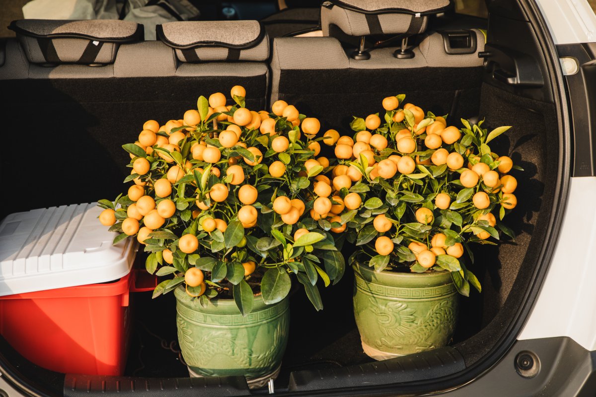 A photo of flower pots in the trunk of a vehicle. A Winnipeg man was hurt after a violent flower robbery Sunday.