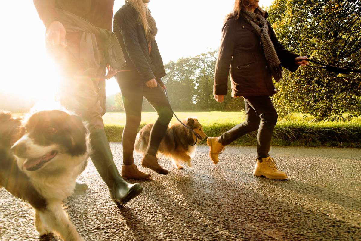 Pet Valu Virtual Walk for Dog Guides - image