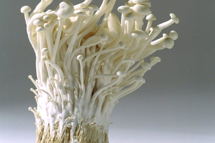 Enoki mushrooms recalled due to possible Listeria contamination