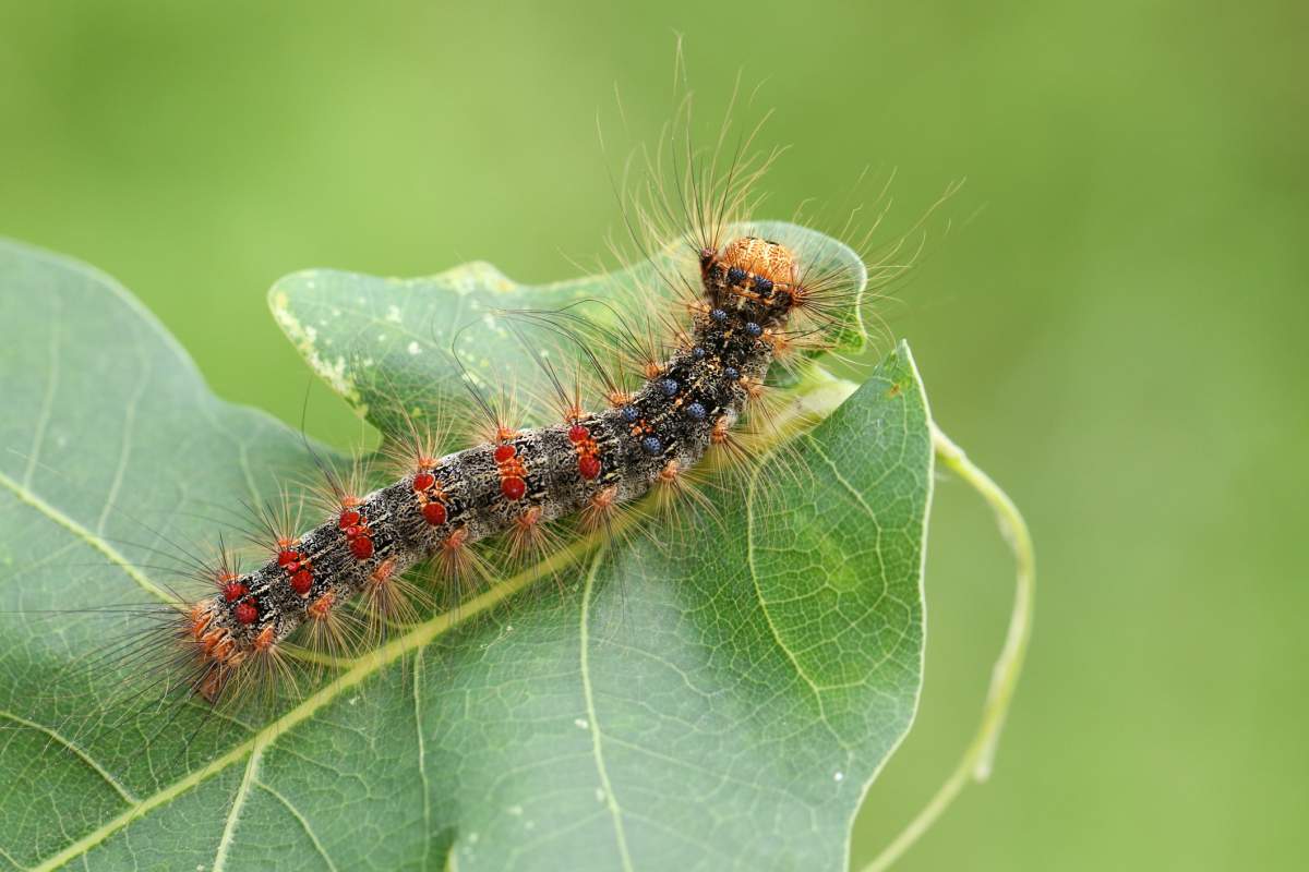 A gypsy moth caterpillar feeding on an oak tree leaf.