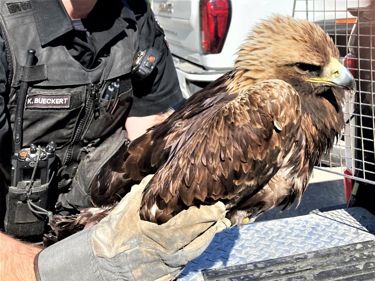 The B.C. Conservation Officer Service came to the rescue of a poisoned golden eagle found in a Grand Forks backyard on Sunday evening.