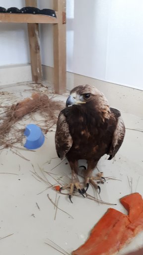 A photo of the rescued golden eagle on Tuesday.