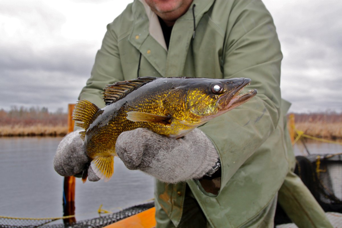 A Whiteshell fish hatchery employee handles a walleye on Falcon Lake, MB. 