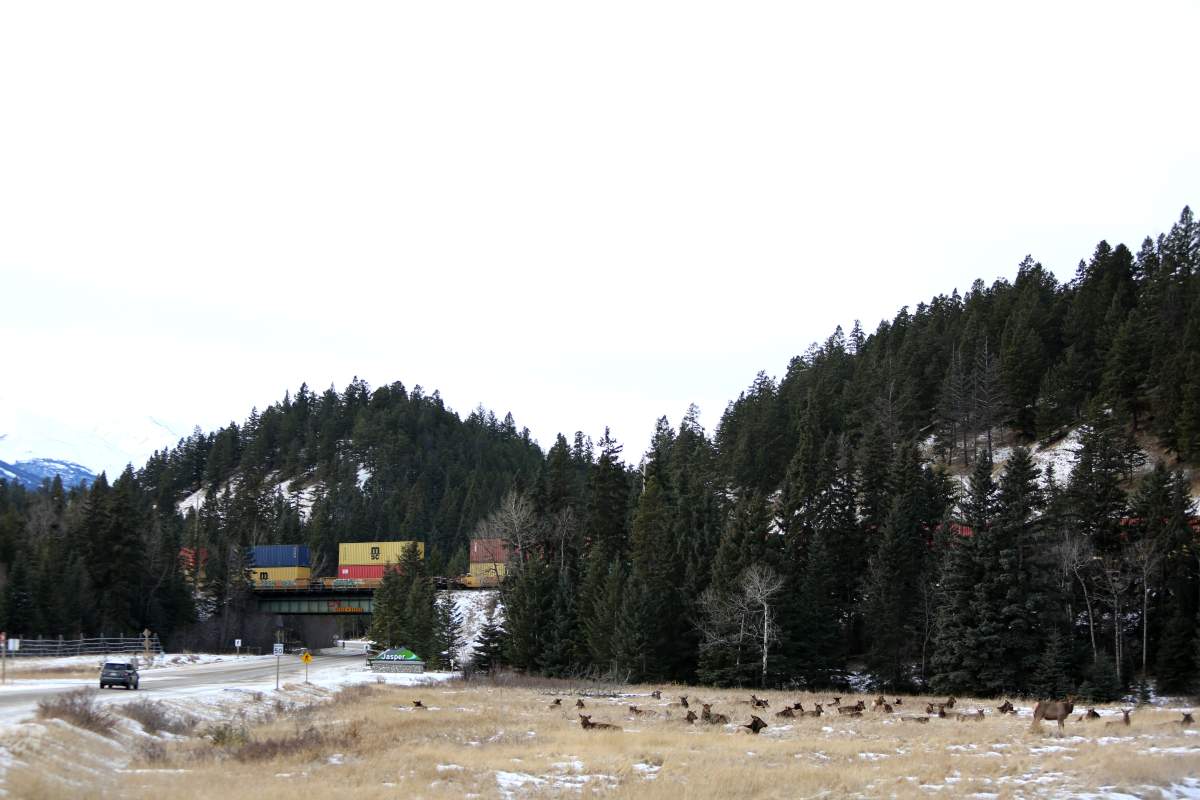 Elk at the eastern edge of the Jasper townside in Jasper National Park on January 5, 2021.