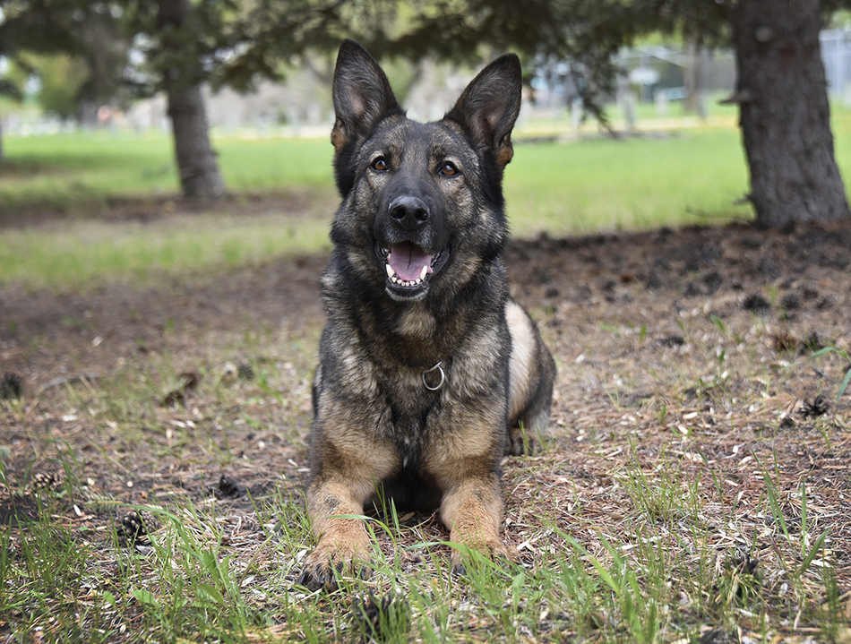 Portage la Prairie RCMP say police dog, Jolt, helped track down a car-jacking suspect Sunday.