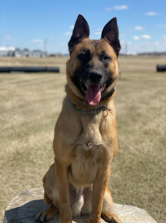 New Manitoba First Nations K-9 police recruit training to take a bite ...