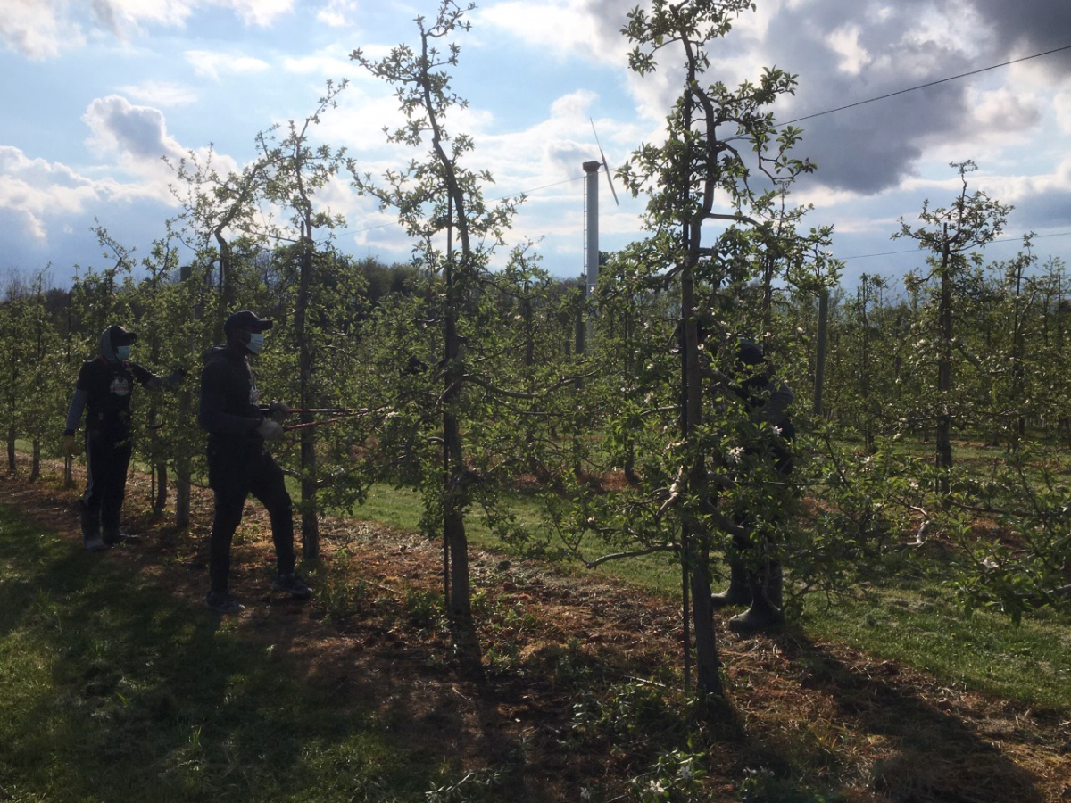 Jamaican migrant farm workers trim apple trees at Suncrest Orchards in Simcoe, Ontario.