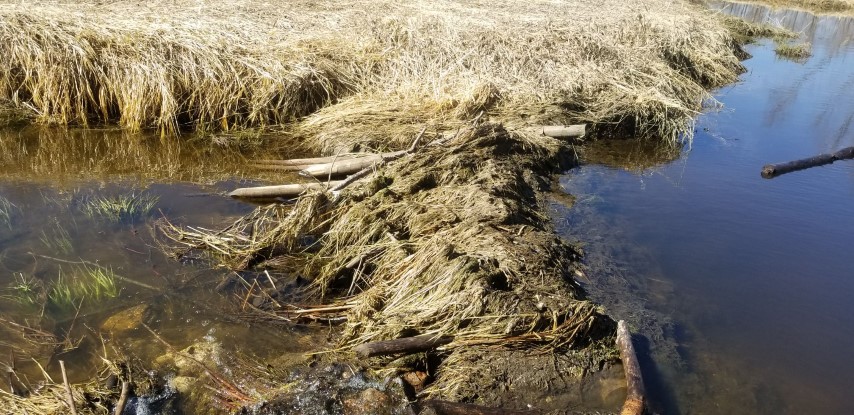 A case of about stolen fence posts led Saskatchewan RCMP officers to a beaver dam last week.