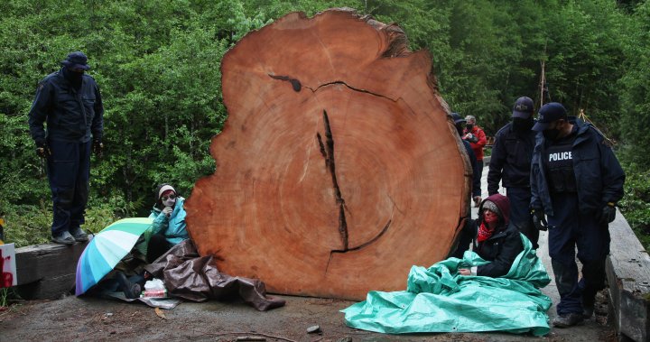 Conservationists press B.C. government on old-growth logging ahead of COP26 climate summit