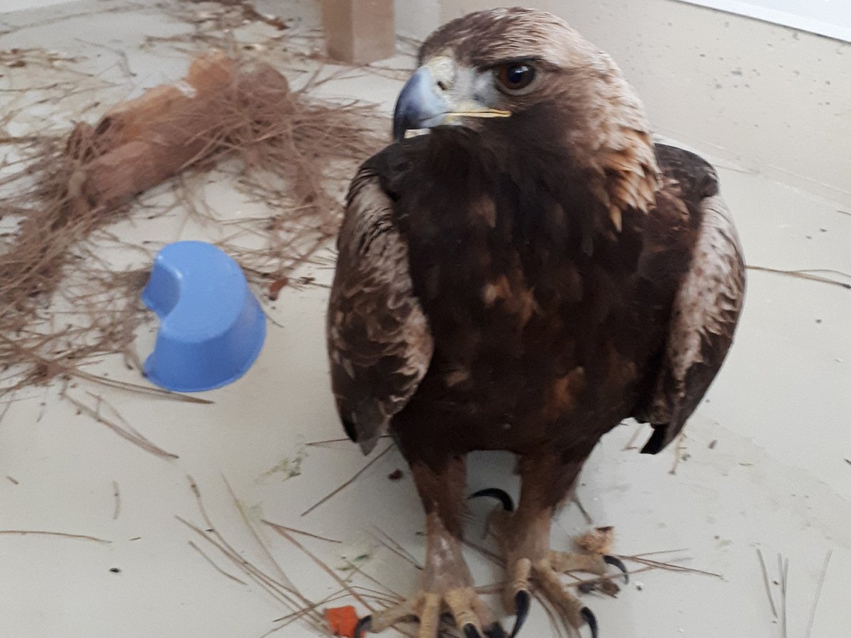 This golden eagle was found in a backyard in Grand Forks, B.C., on Sunday evening. On Monday morning, a B.C. conservation officer came to its rescue, with the poisoned bird then being transported to a raptor sanctuary in Oliver, where it quickly recovered before being released on Thursday.