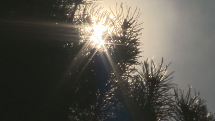A photo of a tree in Fort McMurray.