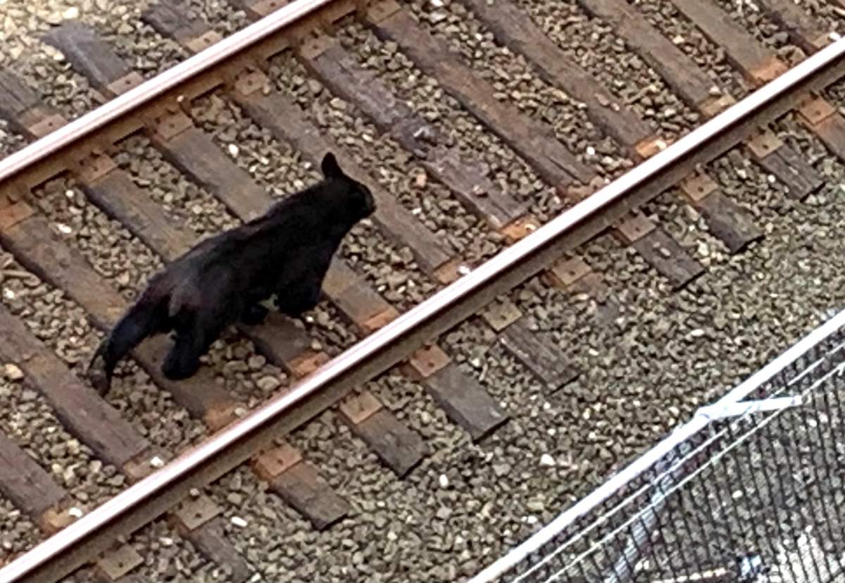 A black bear seen near downtown Vancouver on Wednesday. 