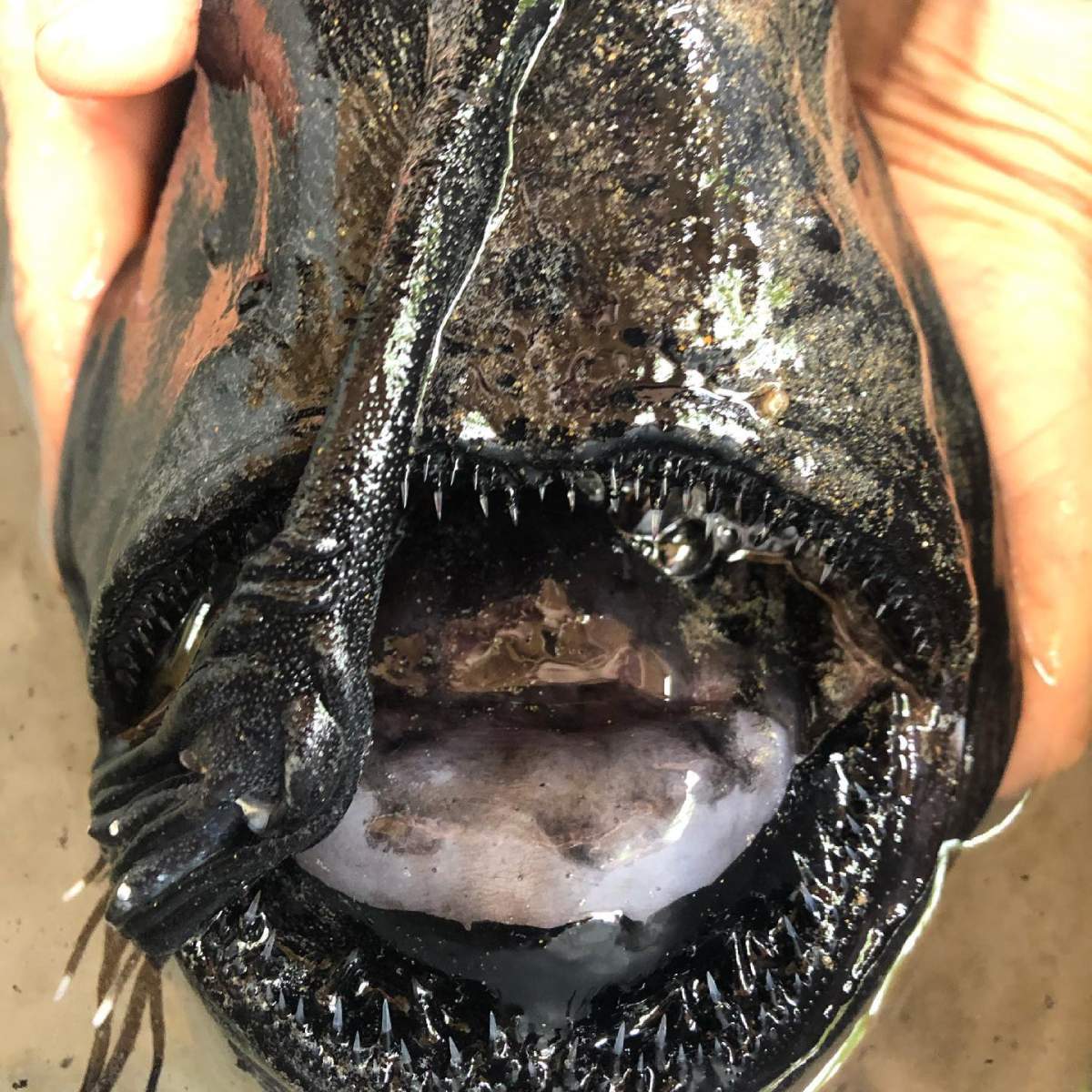 A dead angler fish’s mouth is shown in this handout photo.