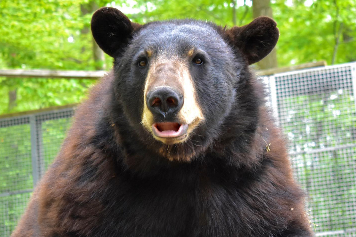 One of the bears from the Brantford Twin Valley Zoo.