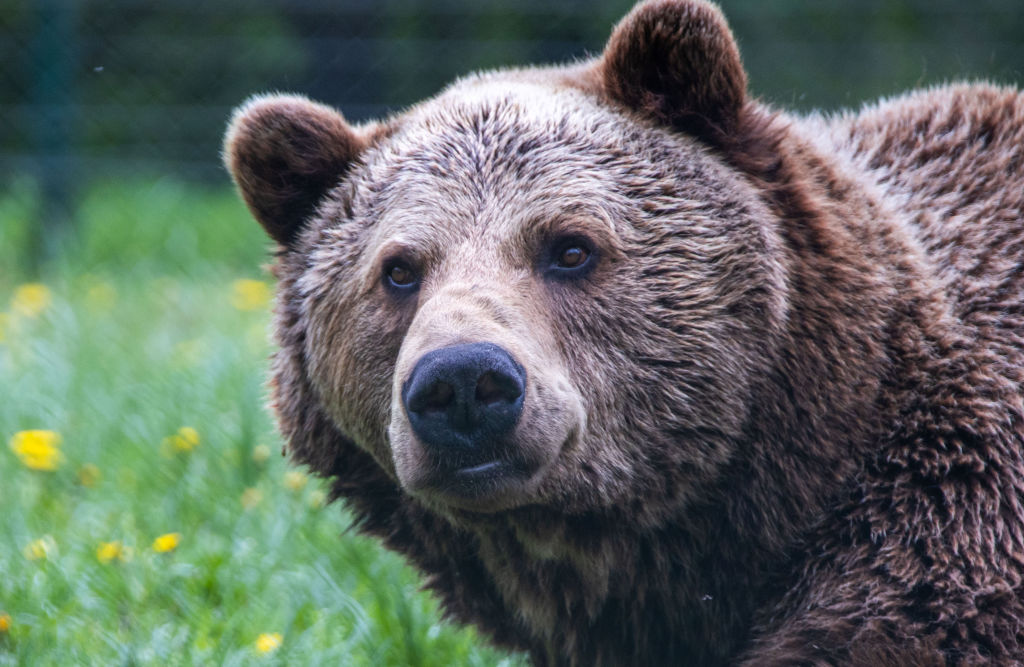 A brown bear is show in this May 12, 2021 file photo.