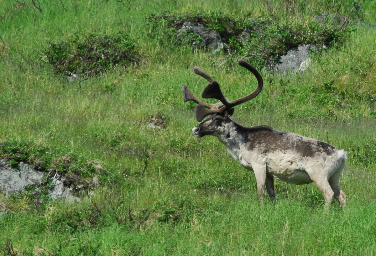 A caribou grazes on Baffin Island in a 2008 file photo.