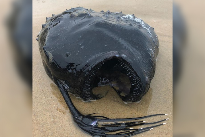 Horrifying deep-sea 'football fish' washes up on California beach -  National