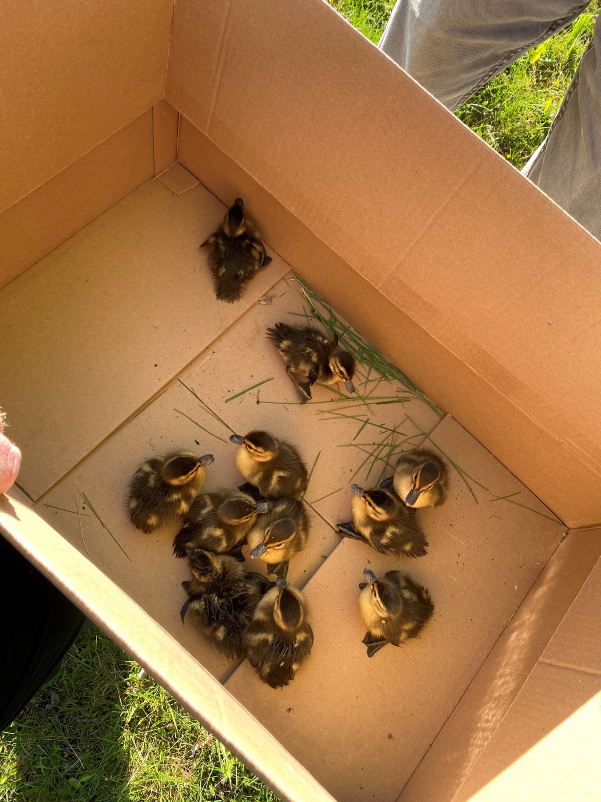 Eleven ducklings were rescued Wednesday morning. 