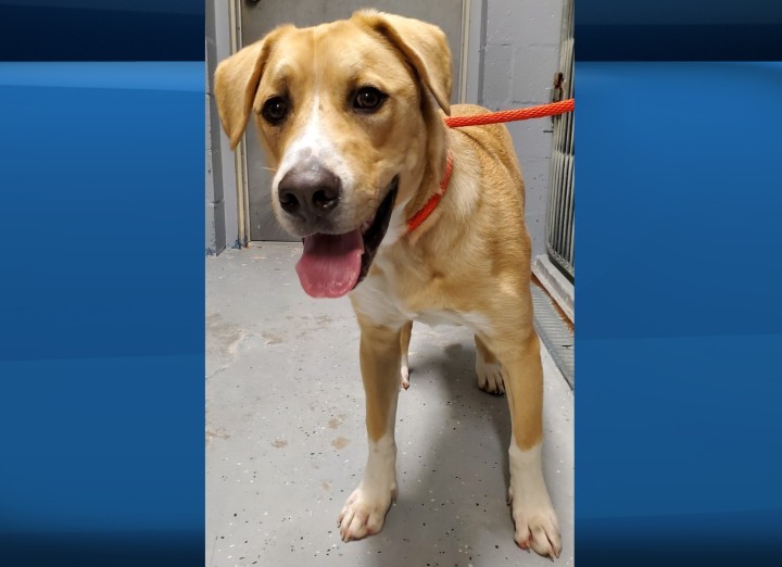 The dog Jake ran off during a walk on May 15 in the 10th Line and Purvis Street area in Innisfil, Ont., according to police.