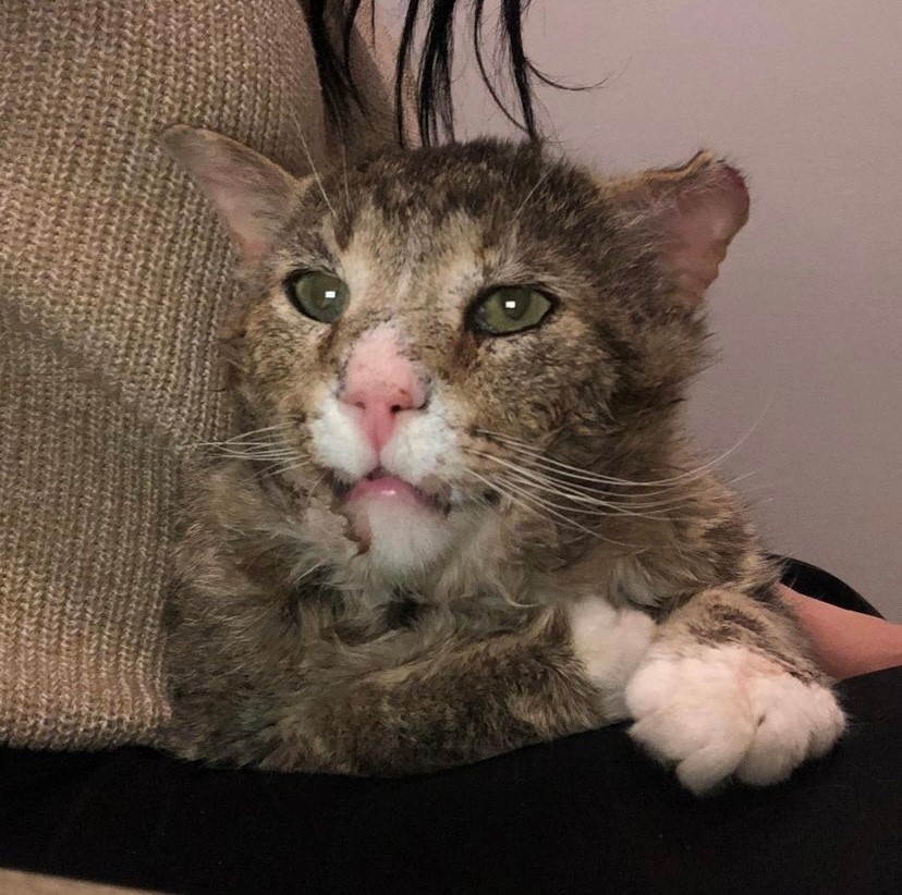 Grandpa Garth had a tough life before being rescued by Furget Me Not Rescue in Edmonton.