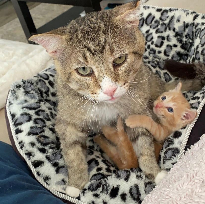 Furget Me Not Rescue’s founder says Grandpa Garth always knows which kittens need his attention the most.