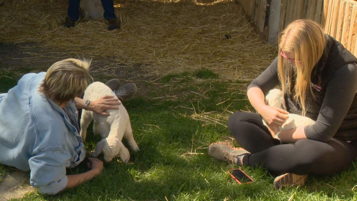 People snuggling goats at the Lethbridge Corn Maze.