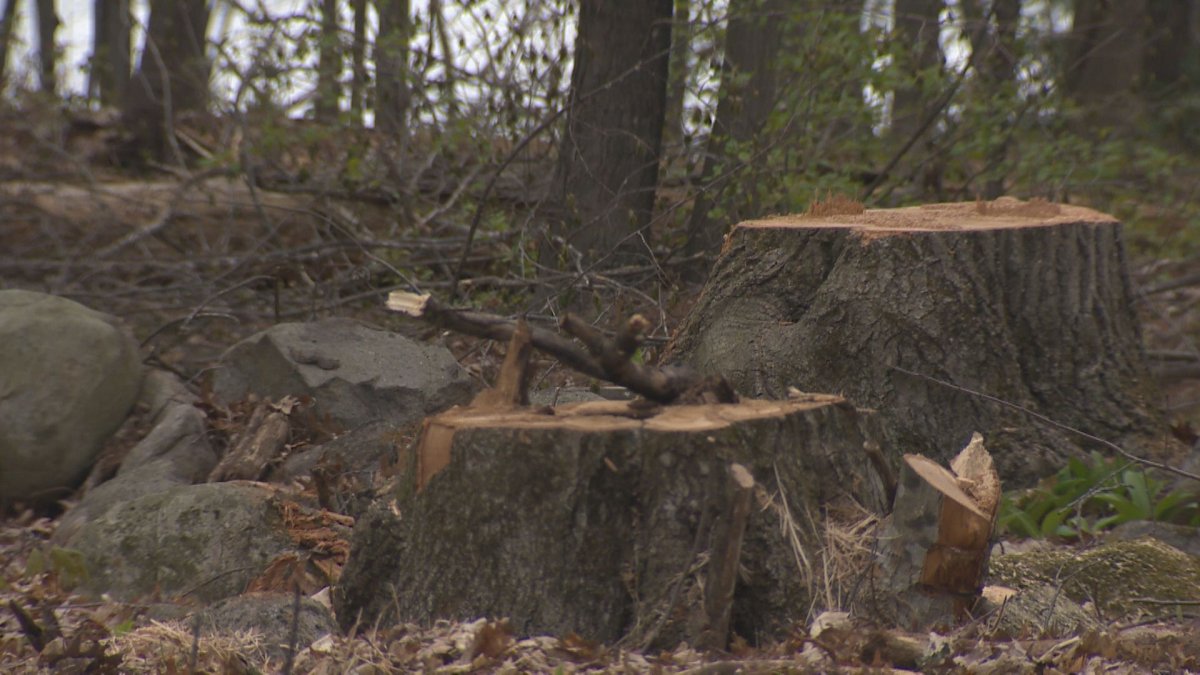 Hudson officials say owner rights allowed lot clearing, despite migratory bird nesting season - image