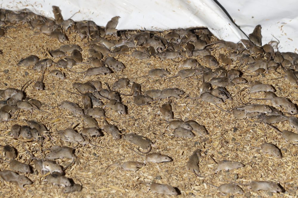Mice scurry around stored grain on a farm near Tottenham, Australia on May 19, 2021.