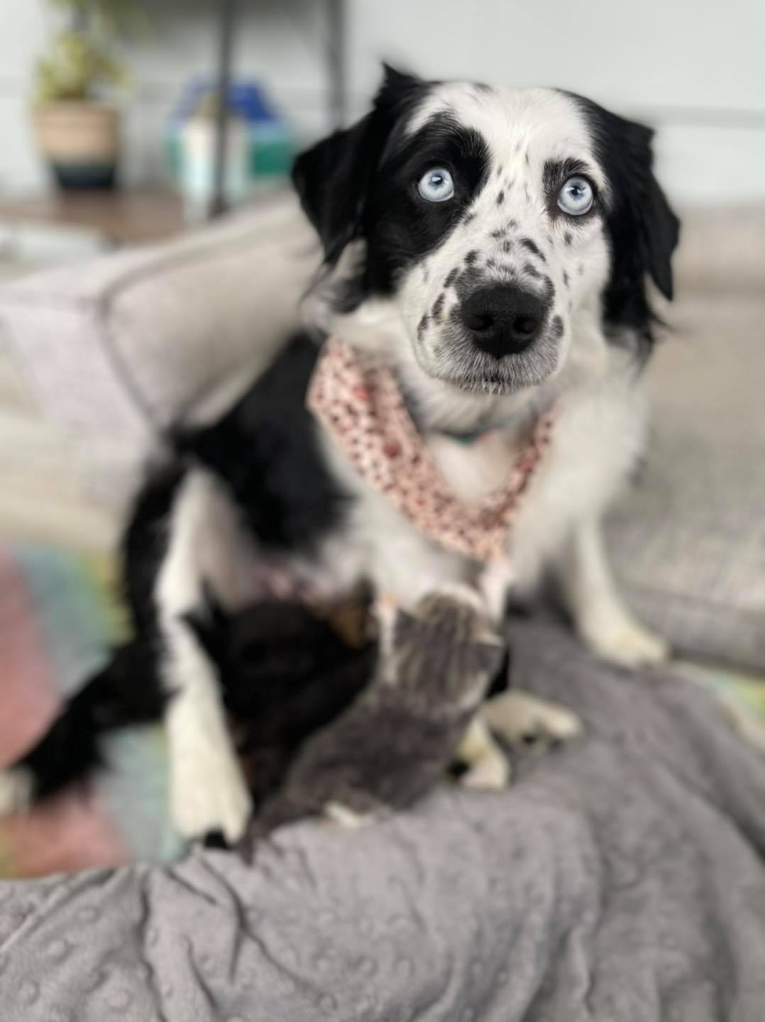 Momma Mo is patiently caring for five orphaned kittens.