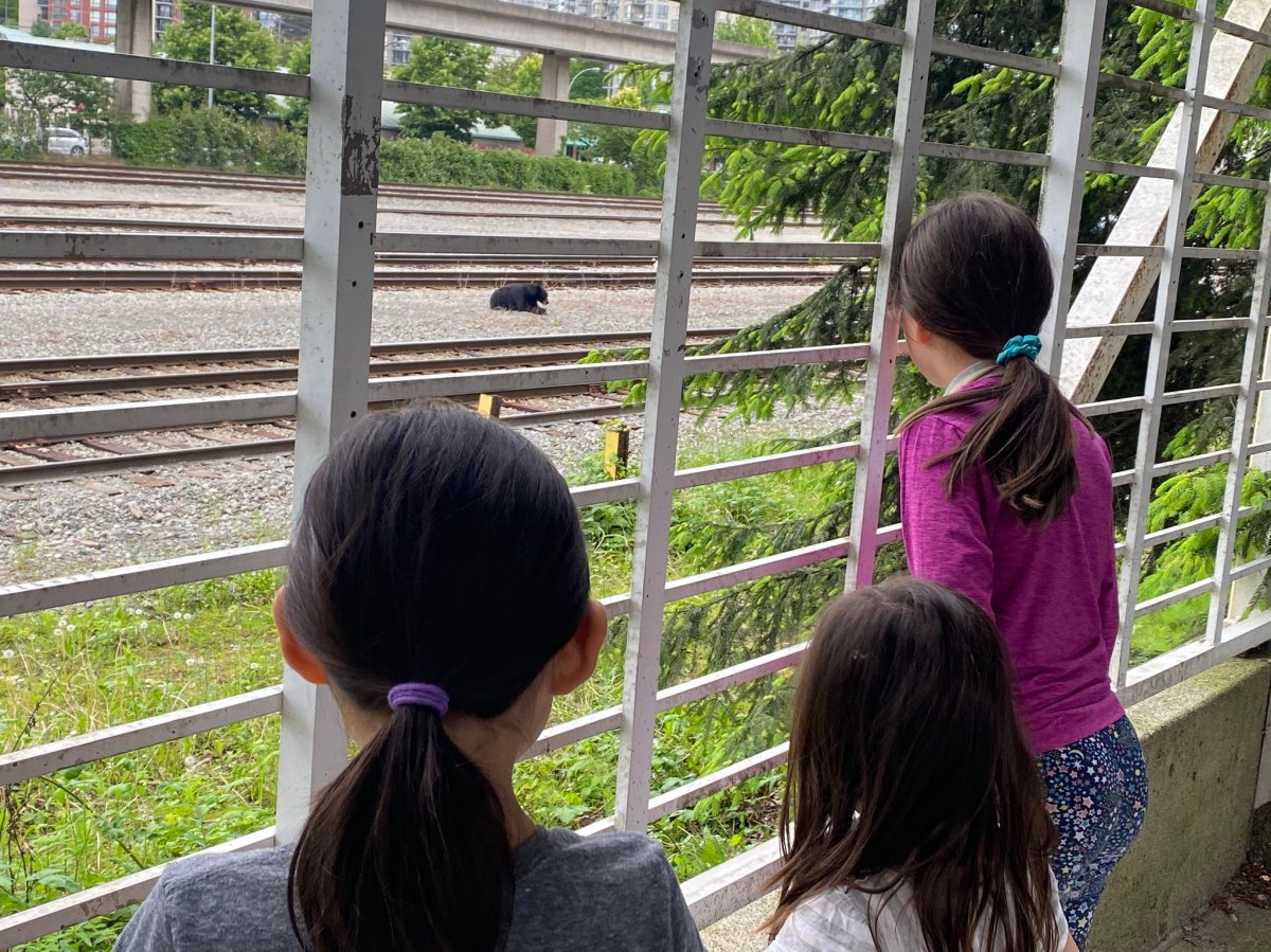 Children observe from behind a fence as a black bear sits in a rail yard in New Westminster on Sunday. 