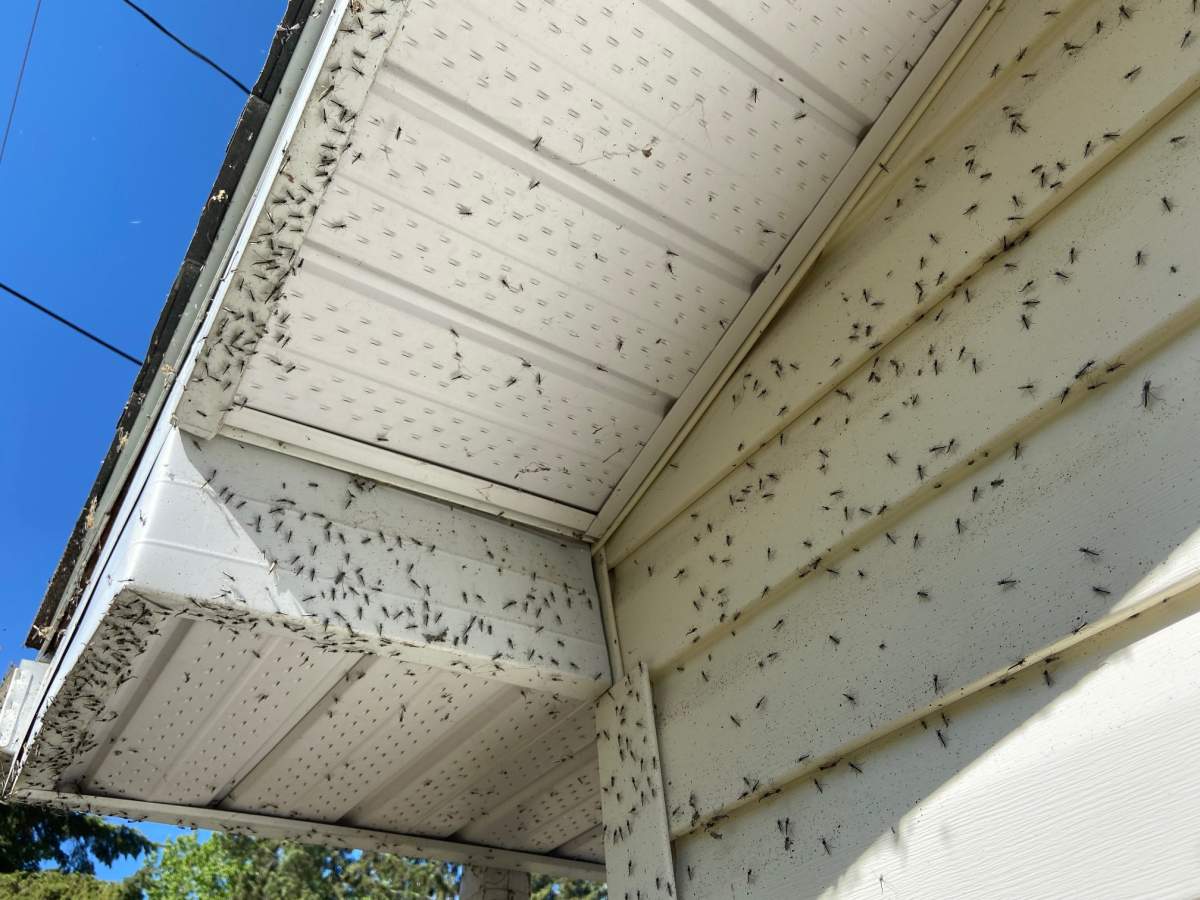 Swarms of chironomid midges have taken over Pigeon Lake, Alta. Pictures taken Sunday, May 30, 2021.