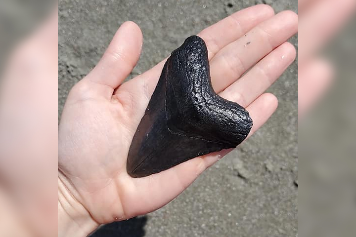 A megalodon shark tooth is shown after a boy found it in Myrtle Beach, S.C., on May 20, 2021.