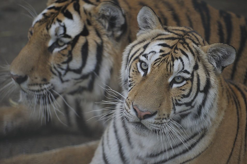In this file photo, Siberian tigers are seen at a park on July 29, 2016 in Harbin, China. 