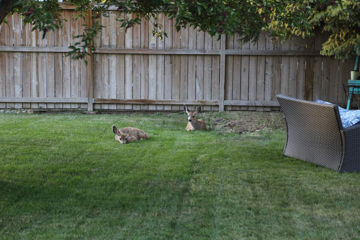 Fawns resting in a Lethbridge backyard.