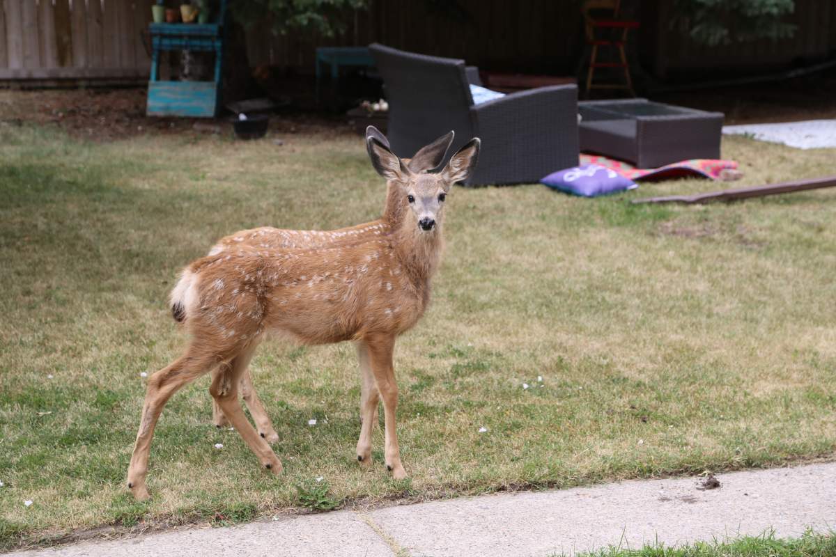 Fawns in a Lethbridge backyard.