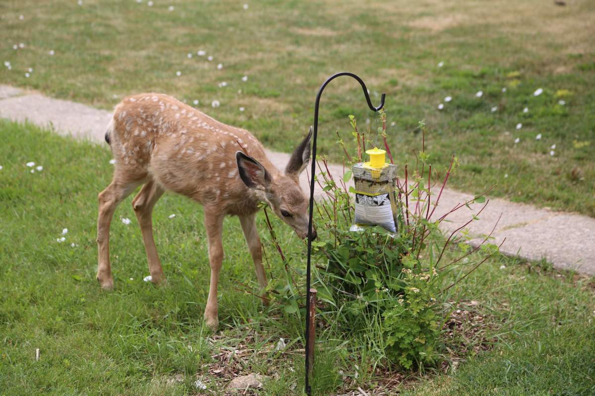 A fawn grabbing a snack at the Sawyers house.