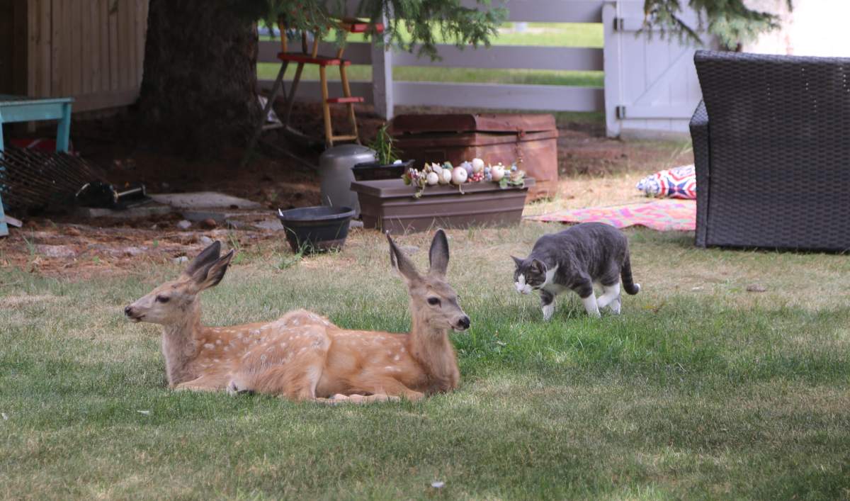 Milo hanging out with his friends, the fawns.