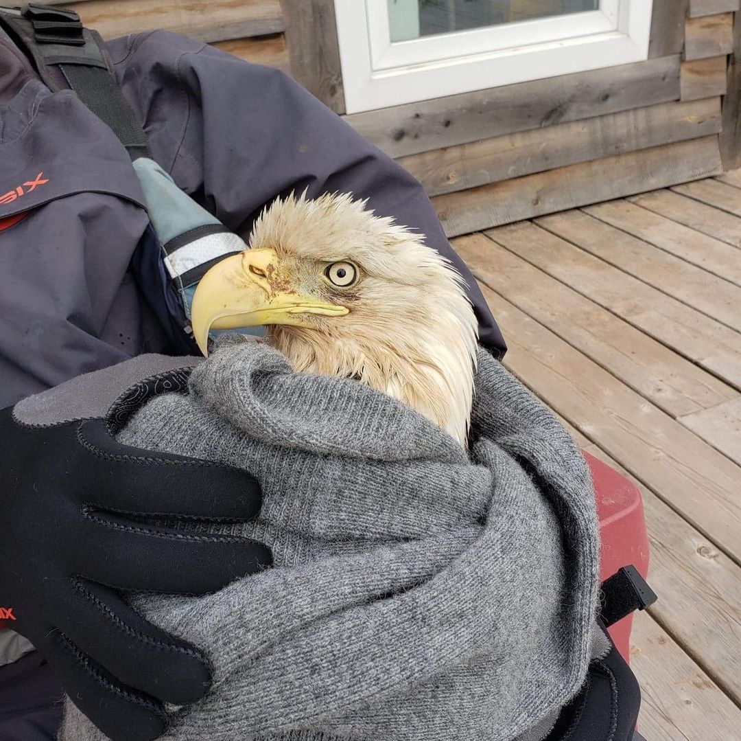 The animal rehabilitation organization Hope For Wildlife is now looking after the eagle.