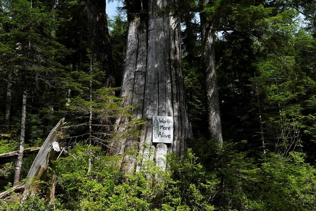 A sign posted on a dead tree on the Bugaboo, a logging road in the Fairy Creek area near Port Renfrew, is shown on May 11, 2021. THE CANADIAN PRESS/Jen Osborne.