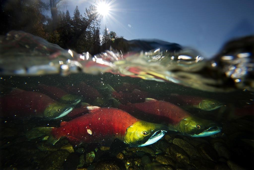 Spawning sockeye salmon, a species of pacific salmon, are seen making their way up the Adams River in Roderick Haig-Brown Provincial Park near Chase, B.C., Tuesday, Oct. 14, 2014. .