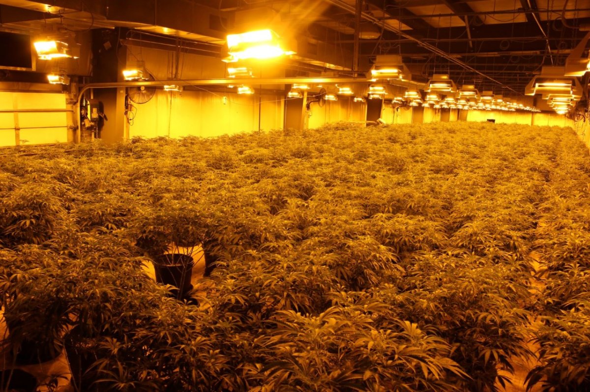 Wellington County OPP busted a $6 million cannabis grow-op in Arthur, Ont.