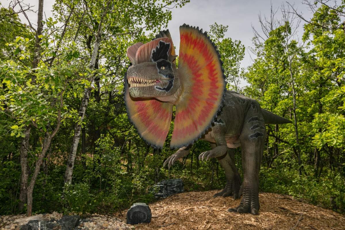 Dinosaurs Uncovered will be open to the public at the Assiniboine Park Zoo.