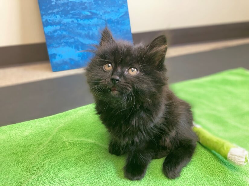 The SPCA says money raised will cover Ivy’s medical costs and treatment until she’s ready for adoption.