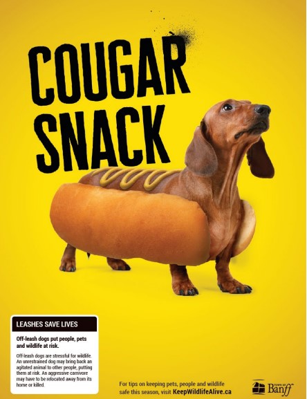 Banff launches a campaign to convince everyone to keep dogs on leash at all times, except when in a dog park.