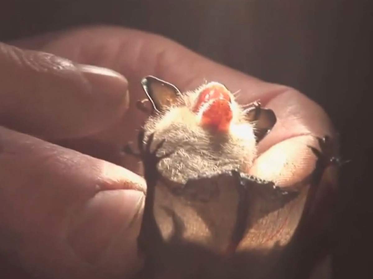 A group of people who handled an injured bat at White Pine Beach in Belcarra on Saturday may have been exposed to rabies, according to Fraser Health.