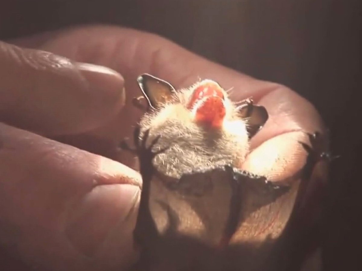 A bat carrying rabies found and caught in Martensville, Sask.