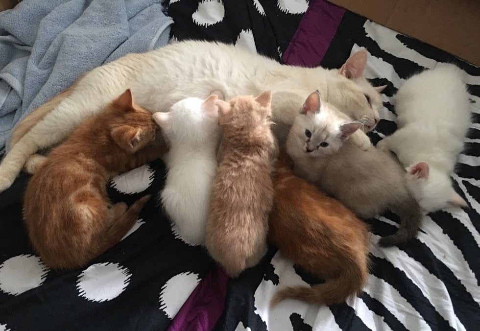 A cat rescue society in Grand Forks, B.C., says its lease on a flood-damaged home is ending this month, and that it is desperately seeking a new place.