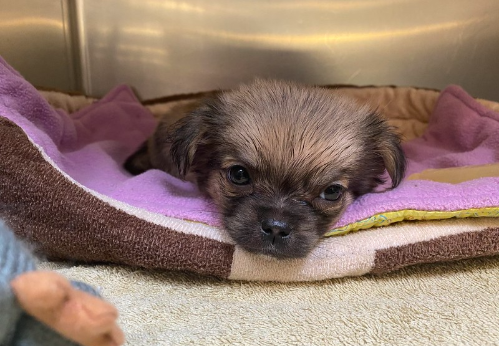 Gilbert, the nine-week-old pup, was thrown from the window of a moving car, according to the Ottawa Humane Society.