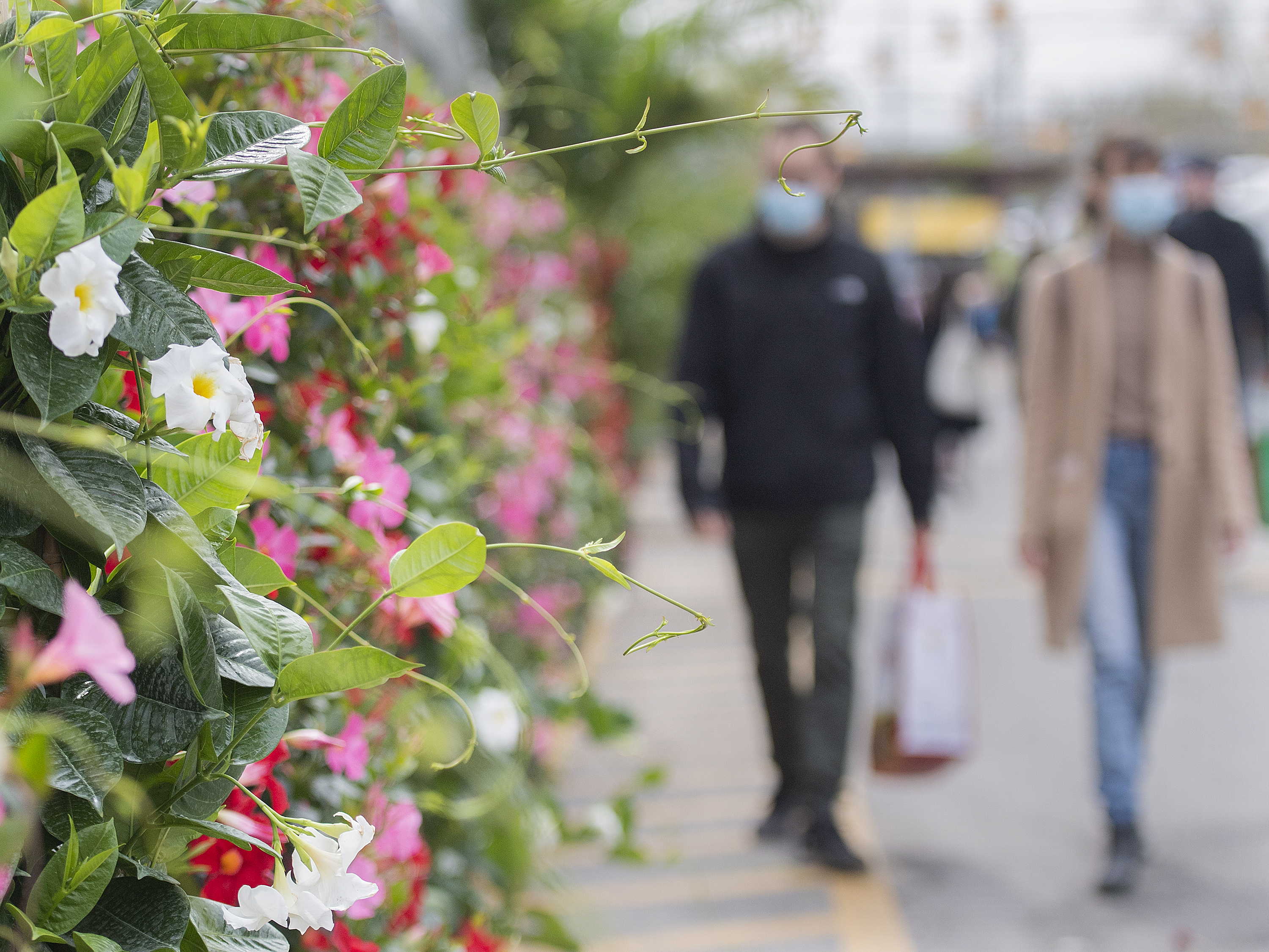 More Regions In Quebec Shift To Green Zone As Covid 19 Restrictions Ease Globalnews Ca More Regions In Quebec Shift To Green Zone As Covid 19 Restrictions Ease Globalnews Ca